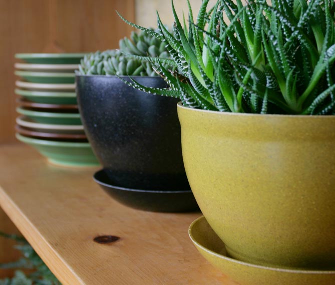 Two plants with green and black pots. A stack of various colors of saucers are to the left.