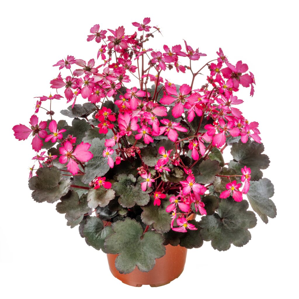 Saxifraga cortusifolia 'Toni' (Dancing Pixies)