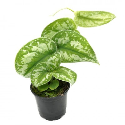 satin pothos exotica Scindapsus pictus 'Exotica' (Satin Pothos) 4" Hanging Basket ct