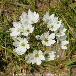 Hyacinth Brodiaea (Triteleia hyacinthina) Seed Packet WW