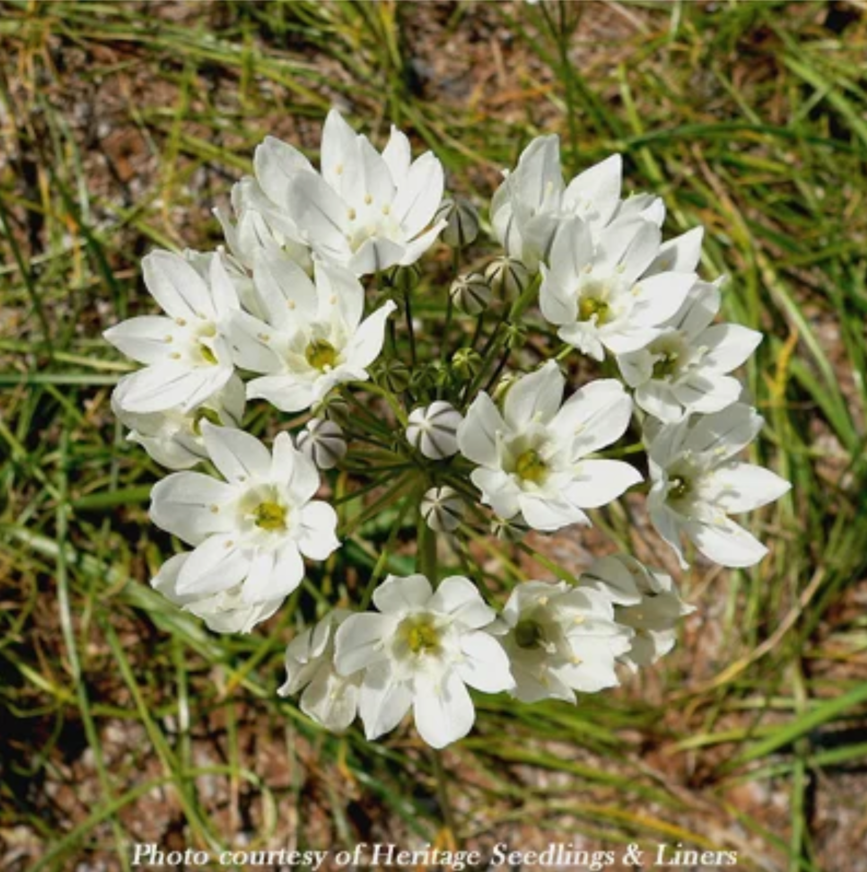 Hyacinth Brodiaea (Triteleia hyacinthina) Seed Packet WW