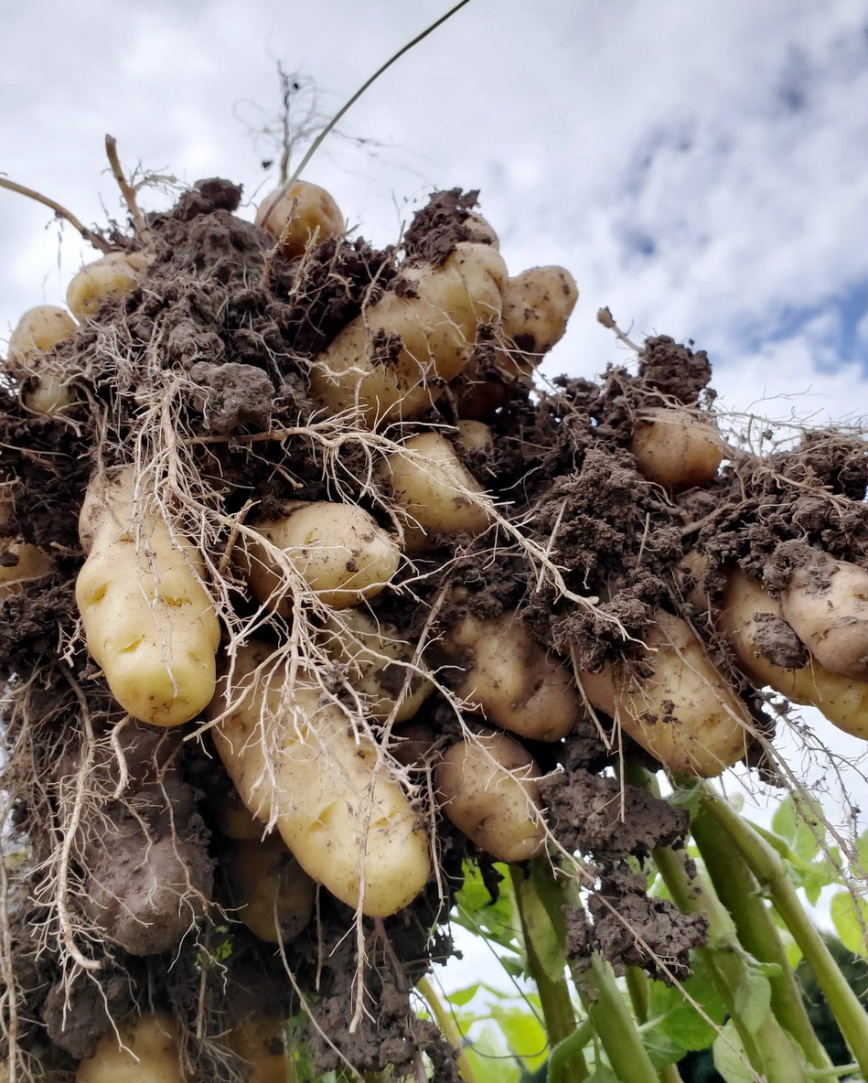 Makah Ozette Seed Potato