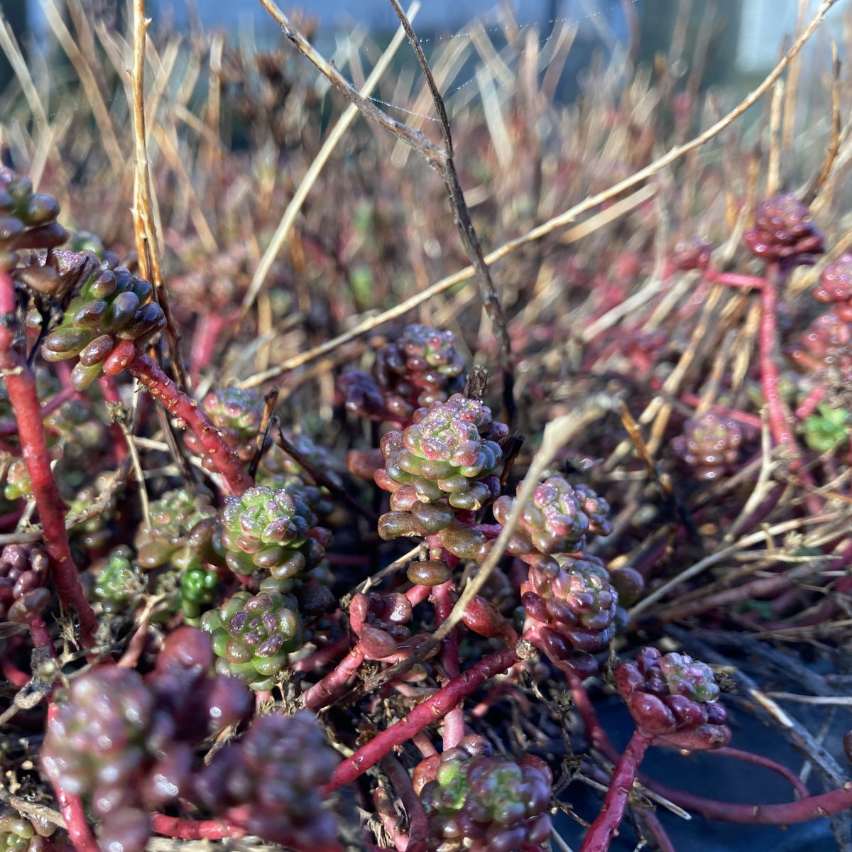 A sedum with vibrant red stems and small, shiny leaves. The leaves are green with red tints and are clustered together at the top of each stem.