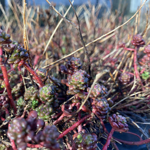 A sedum with vibrant red stems and small, shiny leaves. The leaves are green with red tints and are clustered together at the top of each stem.