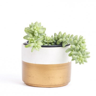A green succulent with small but thick leaves. The leaves are clustered together so that no stem is visible, though the stem is clearly quite long as the plant is growing over the edges of its white and gold pot.