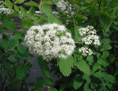A plant with small, fuzzy looking white clusters of flowers with yellow centers. It has oval leaves with jagged edges.
