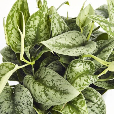 pothos picta Scindapsus pictus 'Exotica' (Satin Pothos) 4" Hanging Basket ct