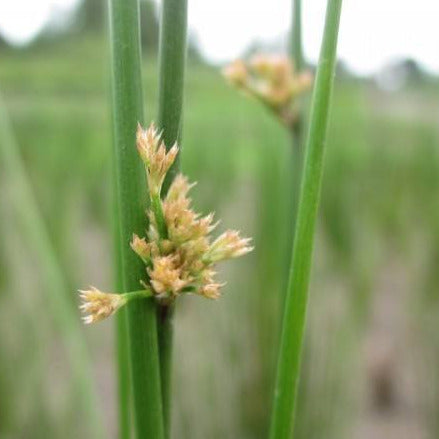 A close up of a brown, spiky bloom on a green stalk. Many more stalks can be seen in the background.