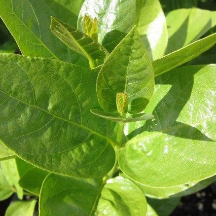 The top of a young spice bush. It has very wide leaves that get smaller in size near the very top, where new leaves are growing