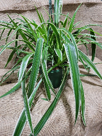 Chlorophytum comosum assorted (Spider Plant)