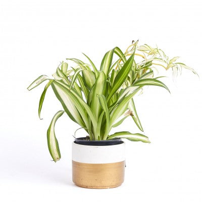 spider plant hawaiian Chlorophytum comosum 'Hawaiian' (Hawaiian Spider Plant)