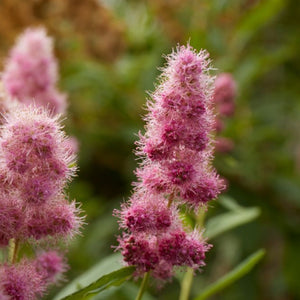 Pink, fuzzy looking tufts of flowers. There are several in each cluster.