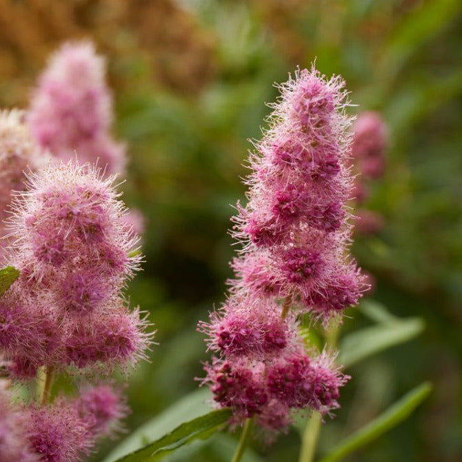 Pink, fuzzy looking tufts of flowers. There are several in each cluster.