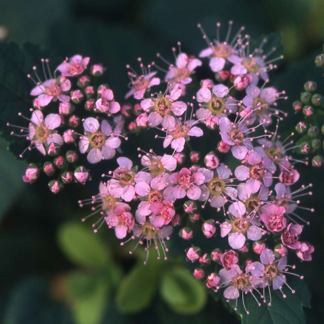 Clusters of small pink flowers with long stamens.