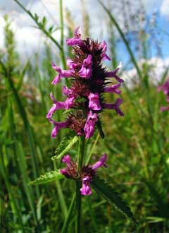 Stachys officinalis (Wood Betony) MG CC