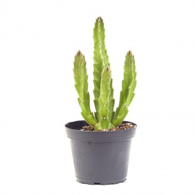 Assorted Starfish Flower (Stapelia)