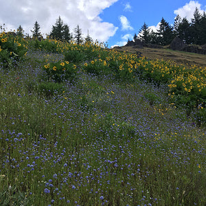 A field of blue gilia along with some large yellow flowers.