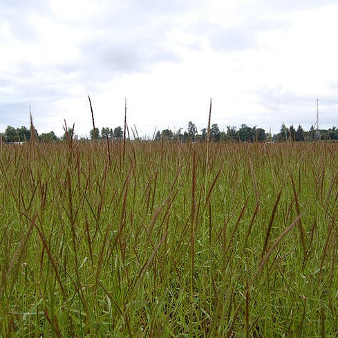 A field of long green grass blades with brown tops.
