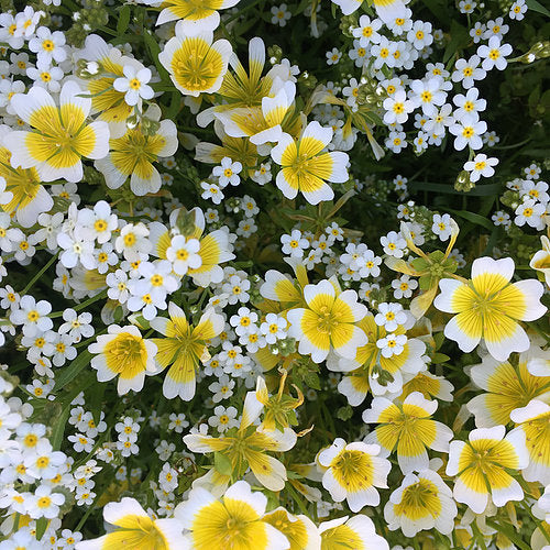 A field of white flowers of varying sizes. They all have yellow centers.