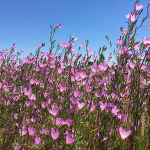 A field of pink flowers.
