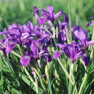 A group of Oregon irises clustered together. They have purple and white petals.