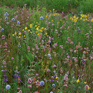 Wildflowers of a variety of shapes, sizes, and colors in a green field.