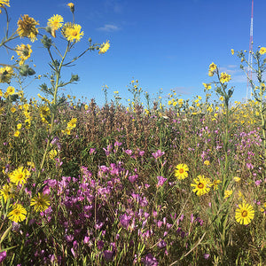 Pink and yellow wildflowers in a field. There is a blue sky in the background.