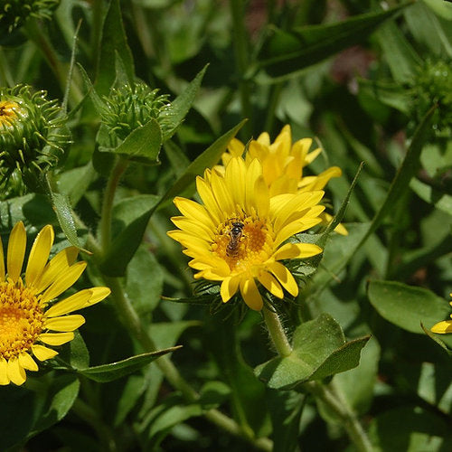 A yellow flower with a wasp in the center. Flowers and buds are surrounded by spiky-looking greenery. The leaves are pointed at the tip and slight serrated