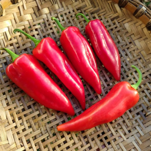 Pepper, Sweet 'Stocky Red Roaster' (Capsicum annum) - Seed AS