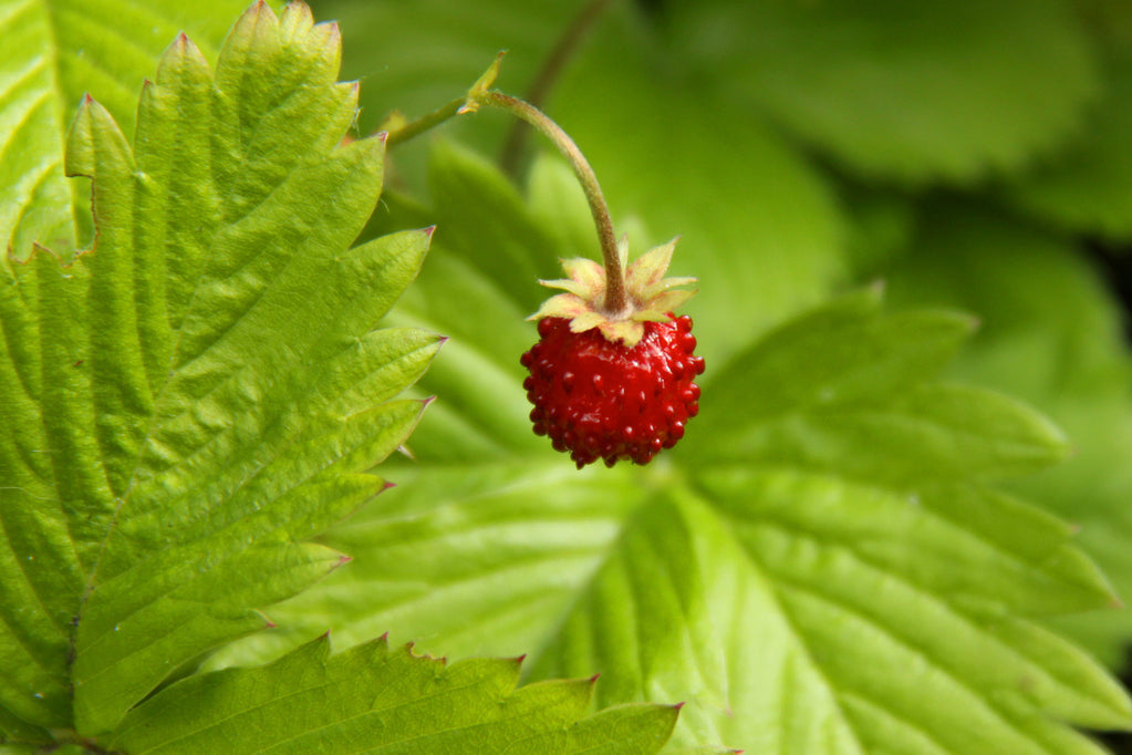 Strawberry, Alpine 'Alexandria' (Fragaria vesca)