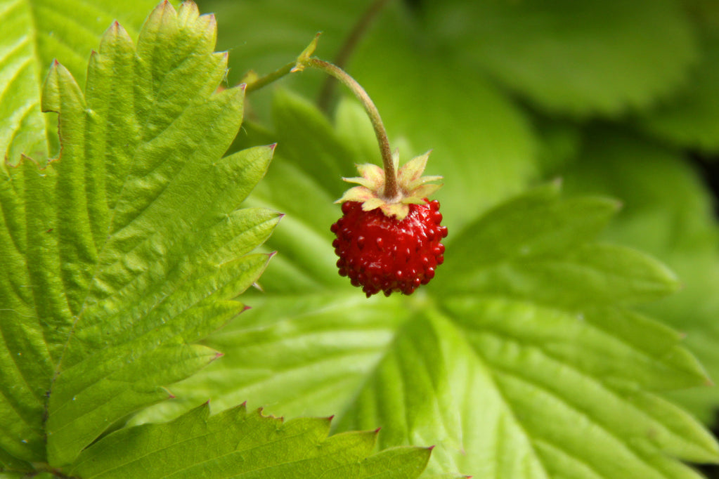 alexandria strawberry seeds Strawberry, Alpine 'Alexandria' (Fragaria vesca)