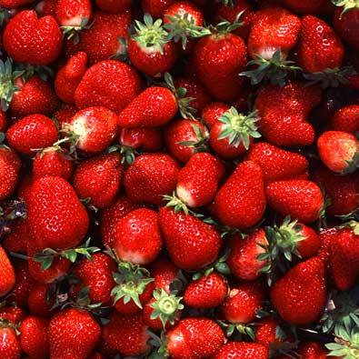 Strawberry, June Bearing 'Earliglow' (Fragaria x ananassa)