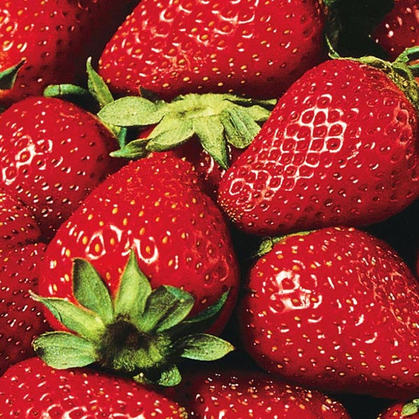 Strawberry, Everbearing 'Eversweet' (Fragaria x ananassa)