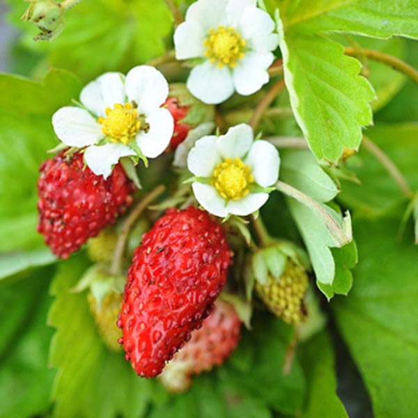 Strawberry, Alpine 'Golden Alexandria' (Fragaria vesca)