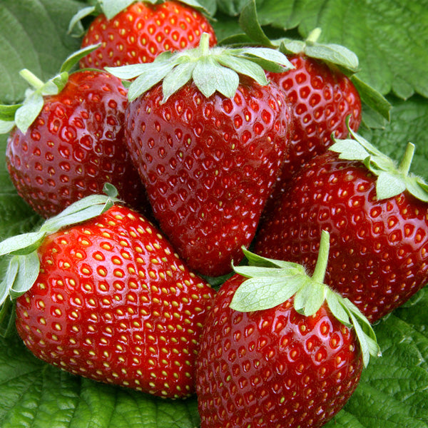 Strawberry, Everbearing 'Ogallala' (Fragaria x ananassa)