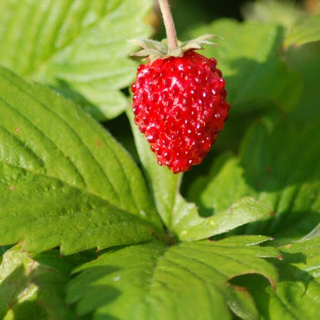 Strawberry, Alpine 'Rugen Improved' (Fragaria vesca)