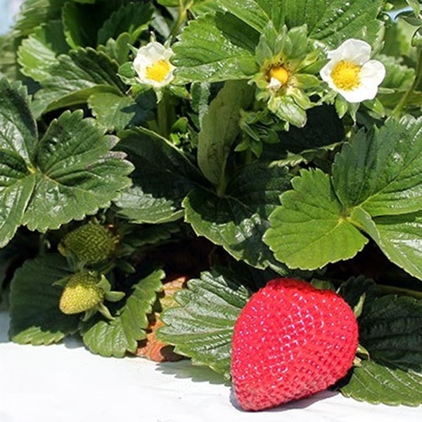 Strawberry, Everbearing 'San Andreas' (Fragaria x ananassa)