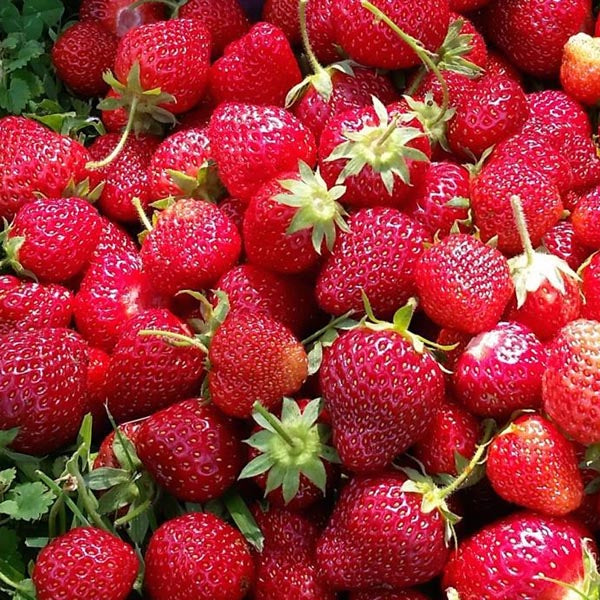 Strawberry, Everbearing 'Sequoia' (Fragaria x ananassa)
