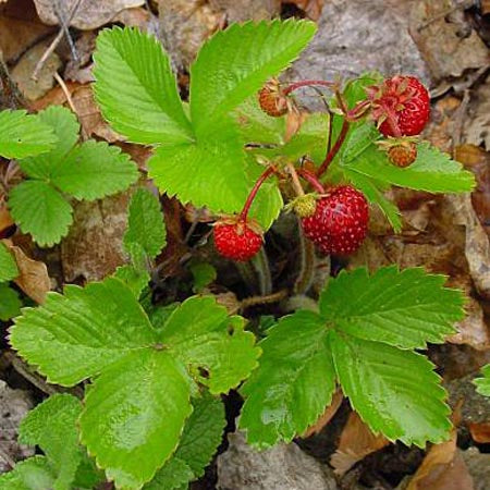 Strawberry, Alpine 'Woodland' (Fragaria vesca)