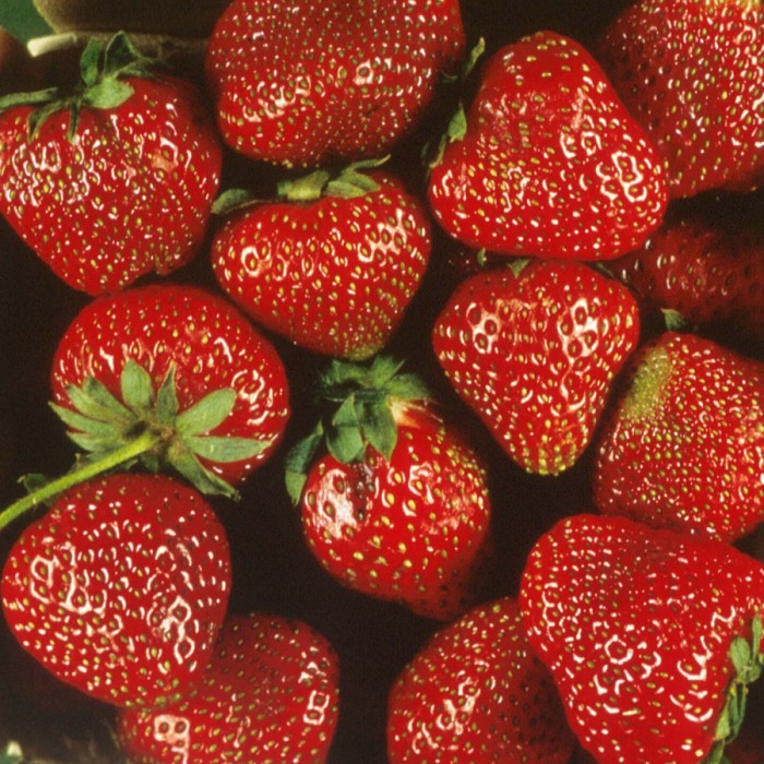 Strawberry, June Bearing 'Honeoye' (Fragaria x ananassa)
