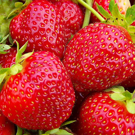 Strawberry, Everbearing 'Seascape' (Fragaria x ananassa)