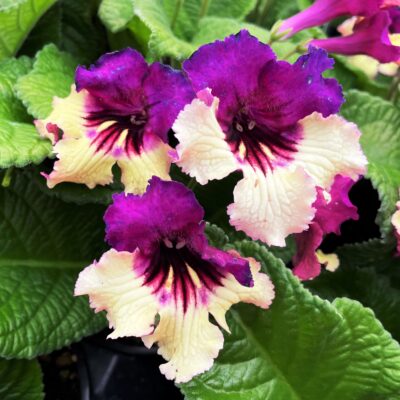 Assorted Streptocarpus (Cape Primrose)