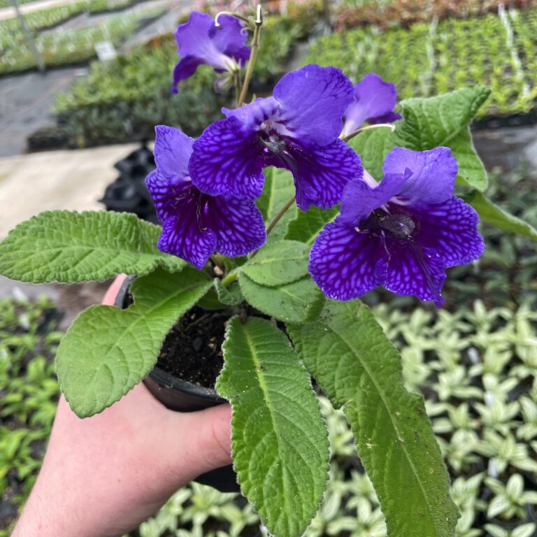 Assorted Streptocarpus (Cape Primrose)