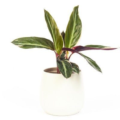 tricolor prayer plant stromanthe triostar Stromanthe sanguinea tricolor (Triostar Stromanthe)