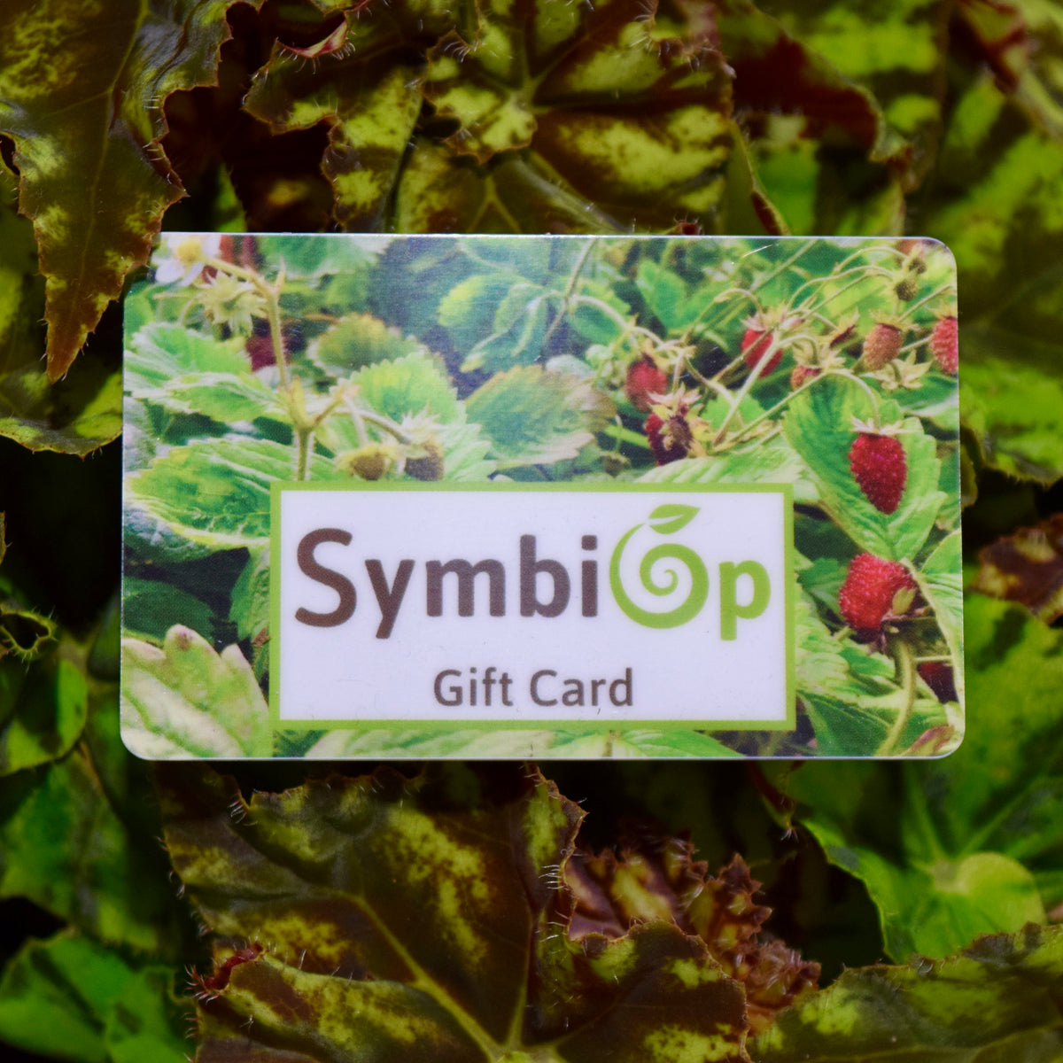 A gift card with SymbiOp's name and a background of a fruit bearing plant. It is sitting on top of dark green leaves.