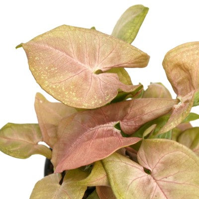Syngonium podophyllum  'Neon Robusta' (Arrowhead Plant 'Neon Robusta')