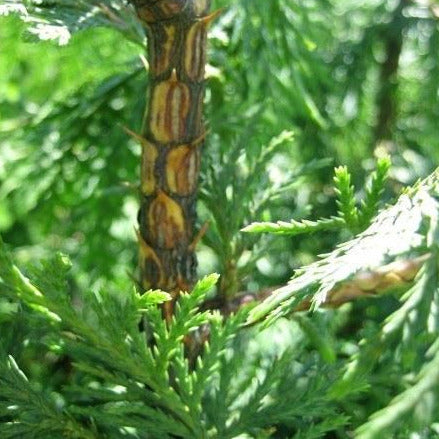 A close up look at the trunk of a young western cedar. It is various shades of brown, ranging from very light to very dark. There are many green cedar leaves growing in the background.