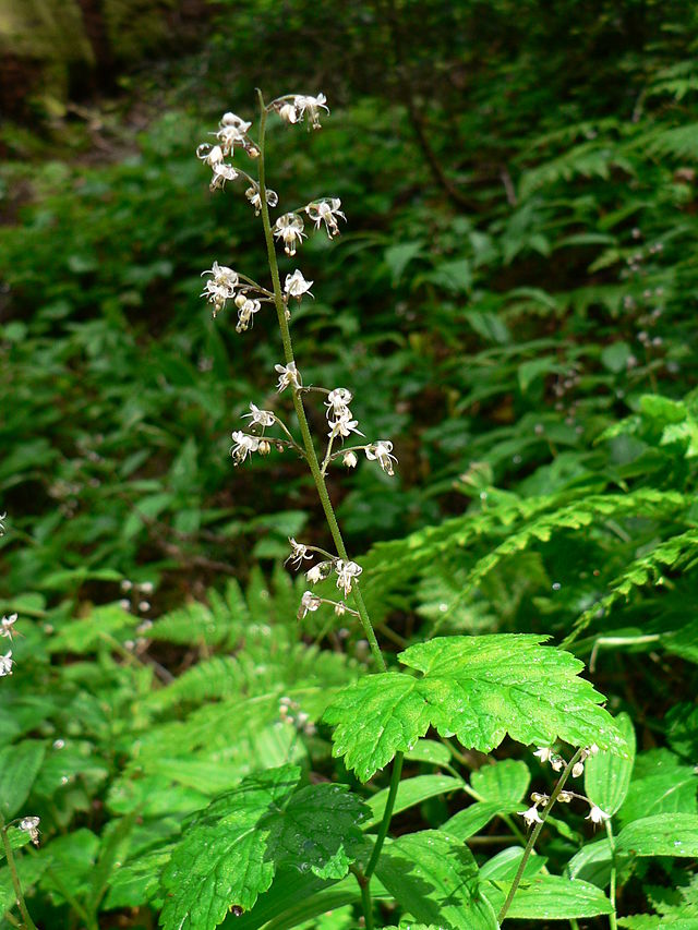 A flowering threeleaf foamflower. It has broad green leaves towards the bottom. A thin green stalk is shooting upwards, with small clusters of delicate white flowers occurring along both sides.