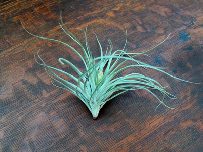 A green air plant with long, thin leaves on a wooden table.