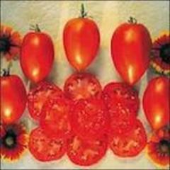 Solanum esculentum 'Amish Paste' (Tomato) - Seed SS